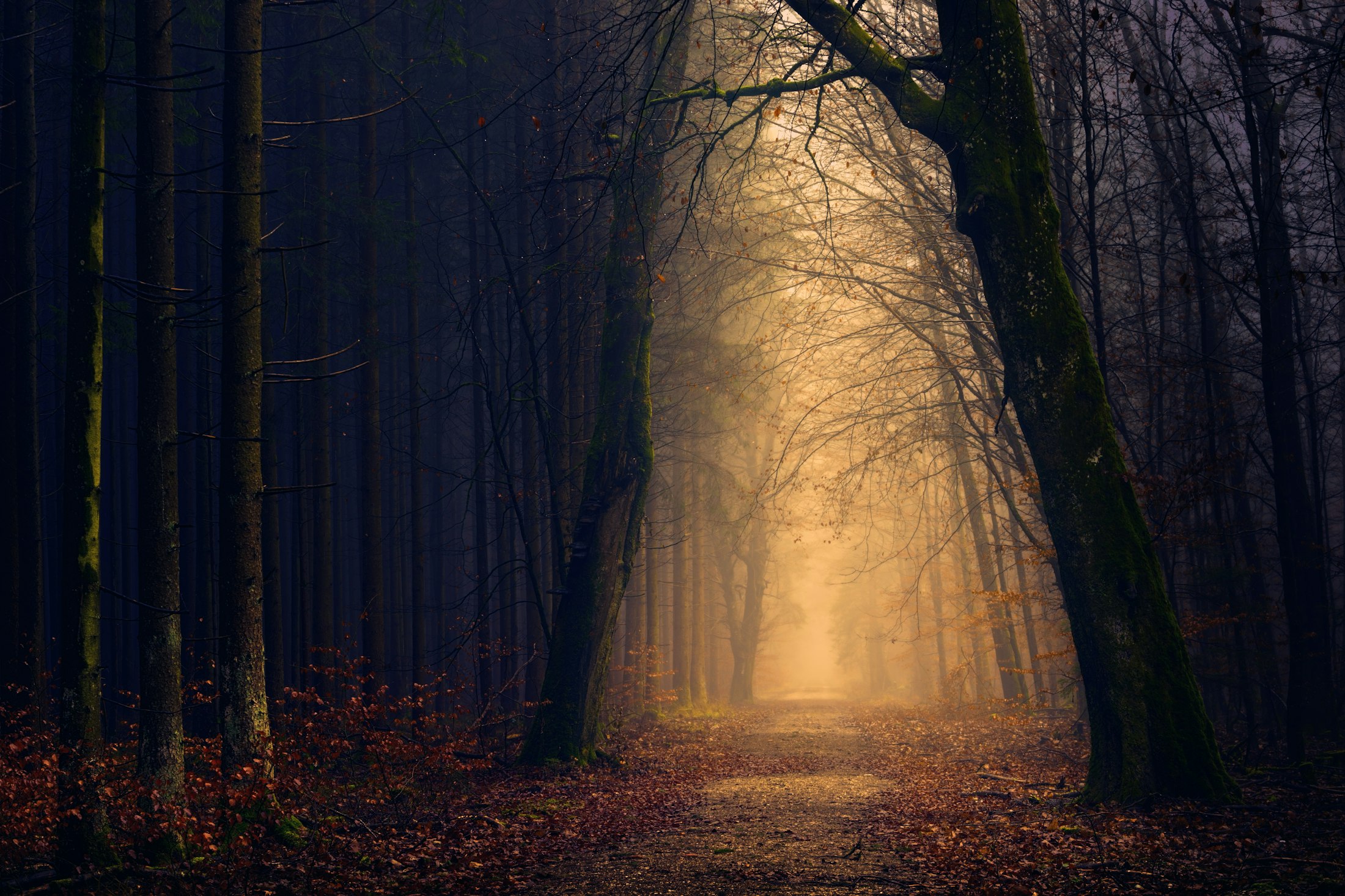 Golden path winding through a dark autumn forest